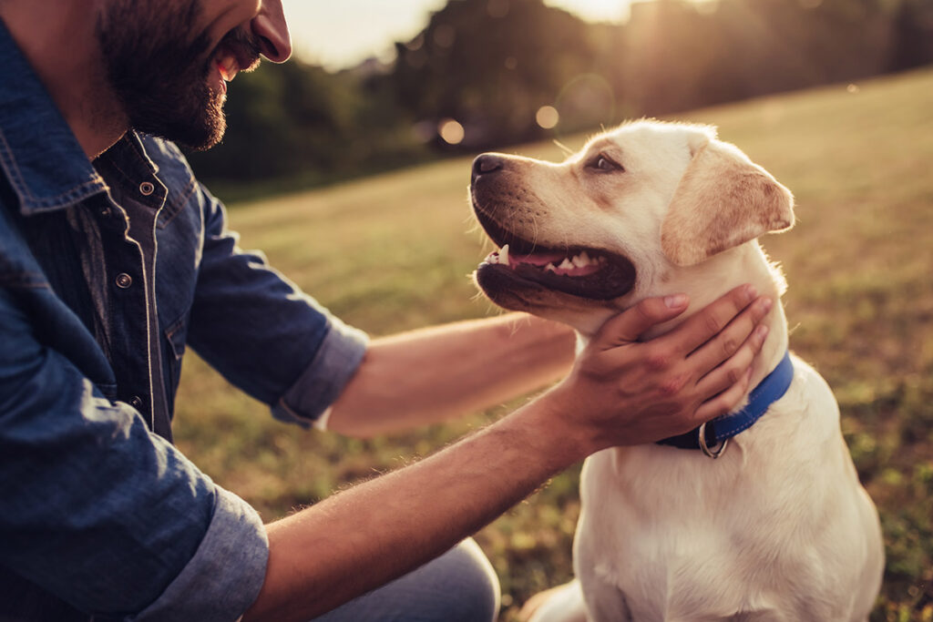 a person pets a dog after researching "what is animal-assisted addiction therapy?"