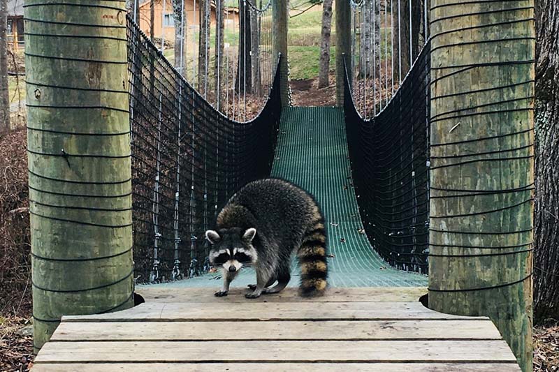 David Wilder Racoon Pic