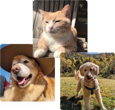 Pets