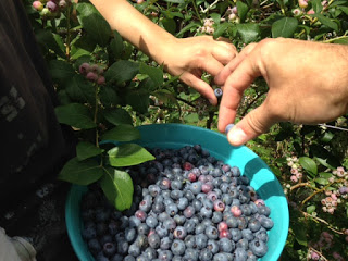 Not all blueberries make it to the kitchen!