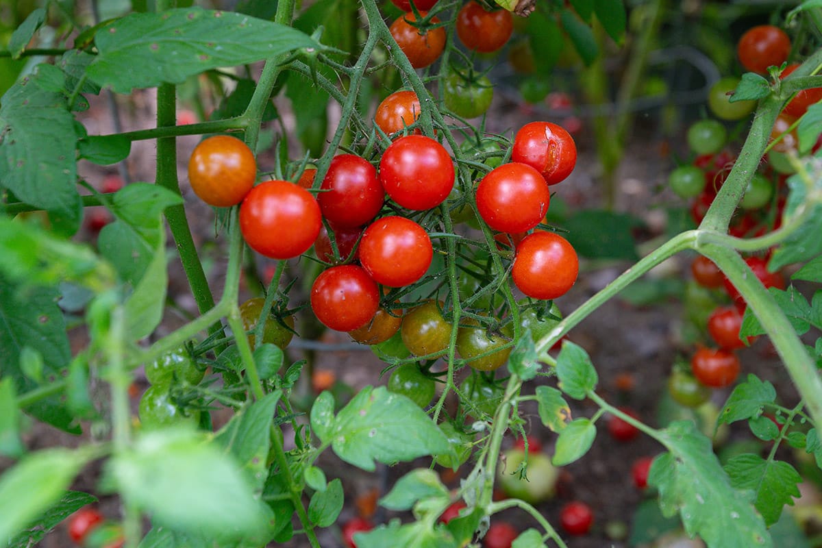 a fruitful tomato bush