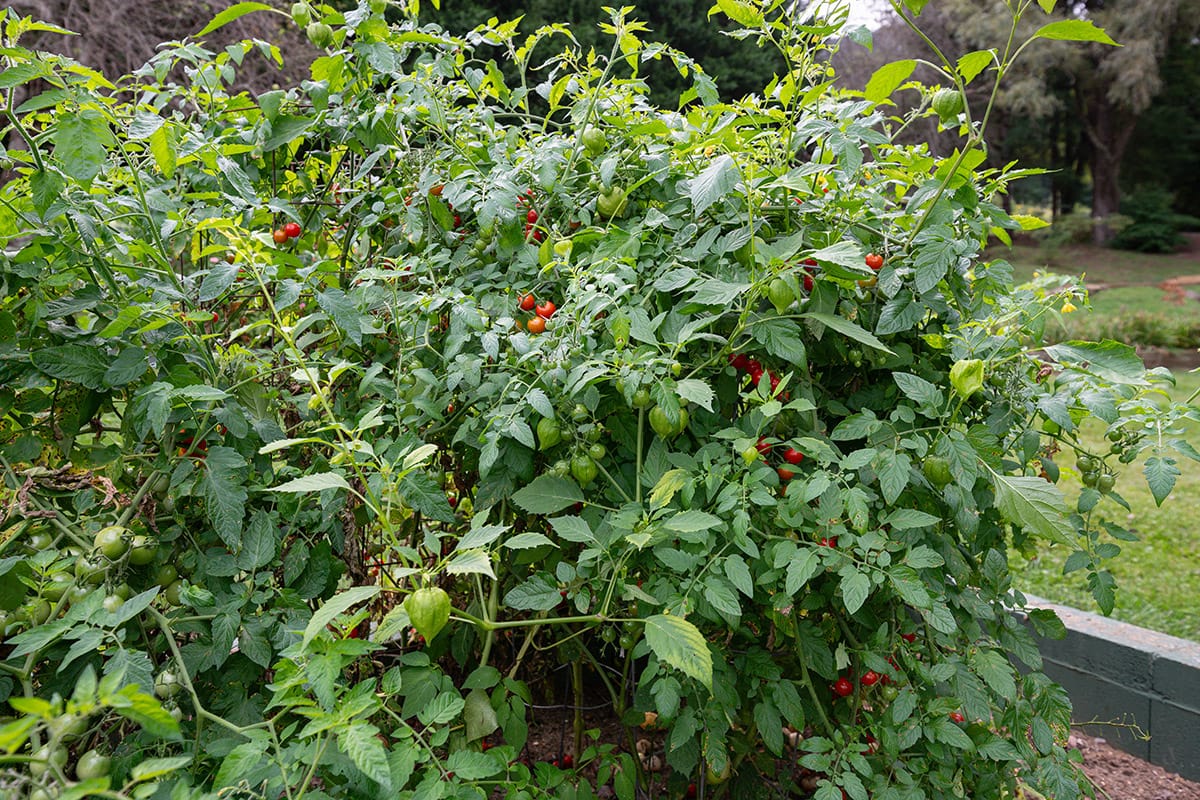 a fruitful tomato bush