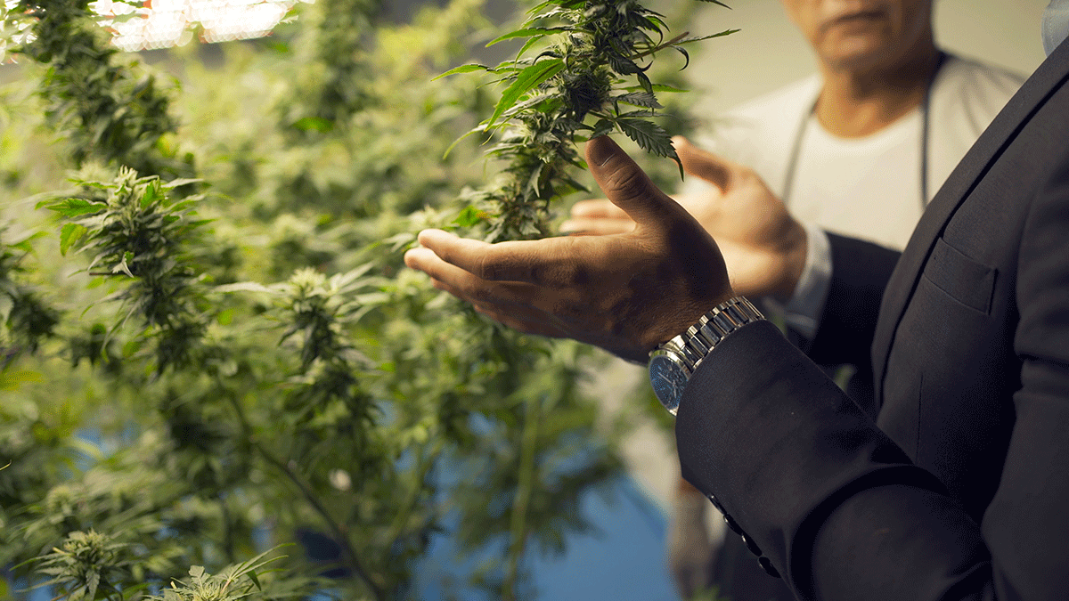 Is Marijuana a Safe Alternative?