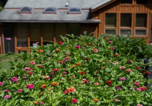 flowers outside a cabin where the Red Oak Recovery<sup>®</sup> team works