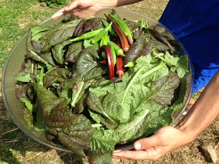 Dark green vegetables provide clients essential minerals and vitamins