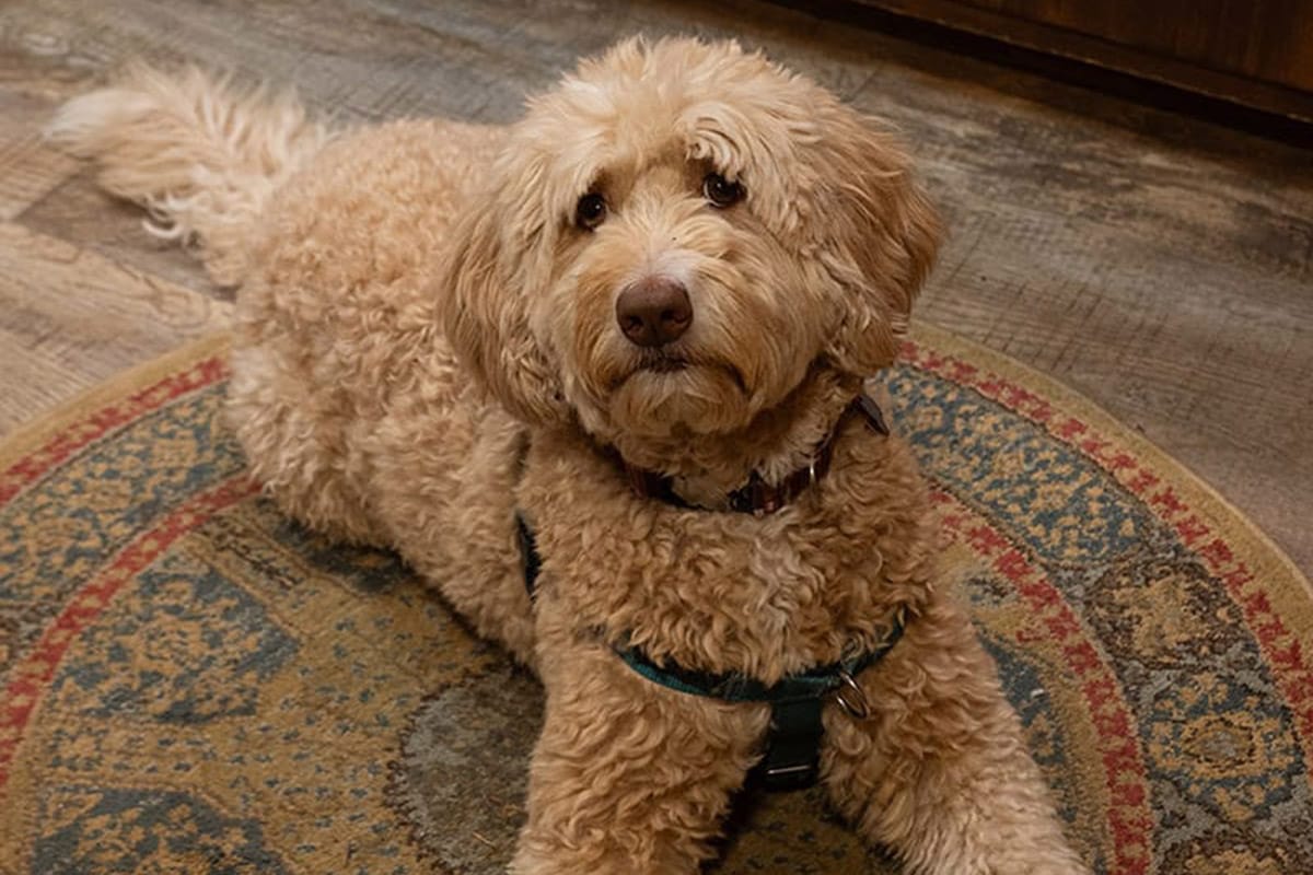 a furry dog lies on a rug
